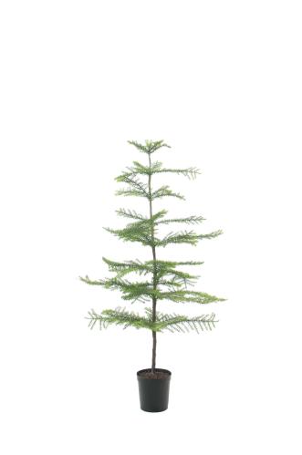 Rumsgran - - 120 cm - www.frokenfraken.se
