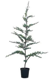 Ceder - 80 cm - www.frokenfraken.se