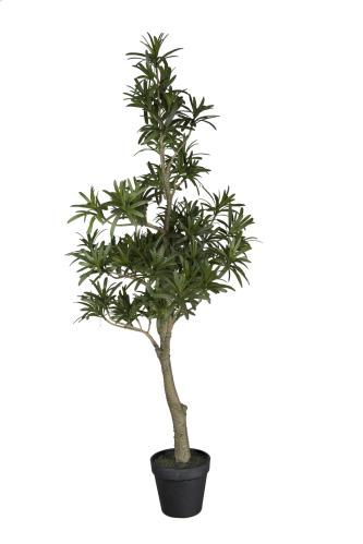 Podocarpus - Grön - 90 cm - www.frokenfraken.se