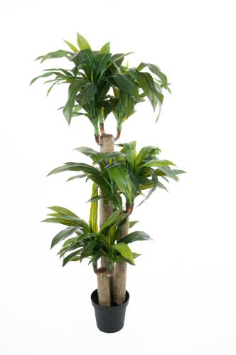 Dracena - 140 cm - www.frokenfraken.se