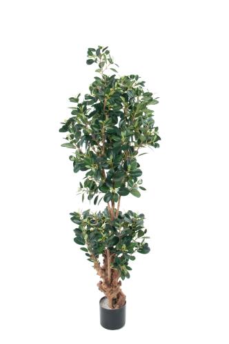 Fikus Panda - 120 cm - www.frokenfraken.se