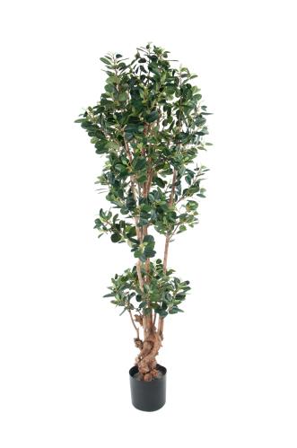 Fikus Panda - 150 cm - www.frokenfraken.se