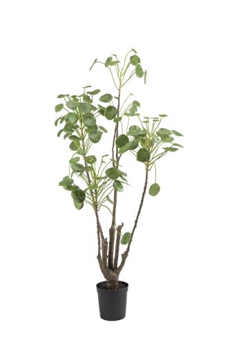 Elefantöra - - 120 cm - www.frokenfraken.se