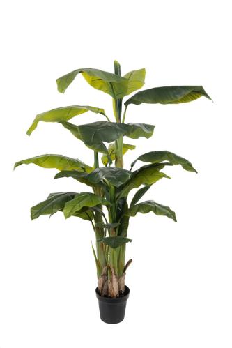 Banan - Bananträd i kruka - 150 cm - www.frokenfraken.se