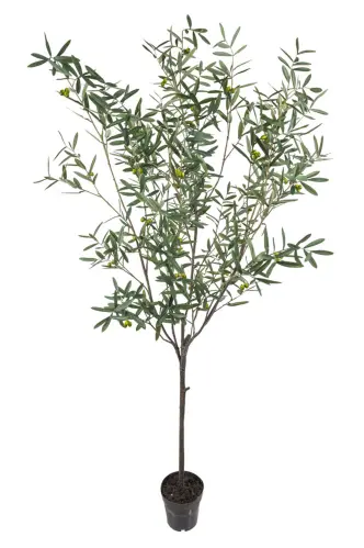 Olivträd - 230 cm - www.frokenfraken.se