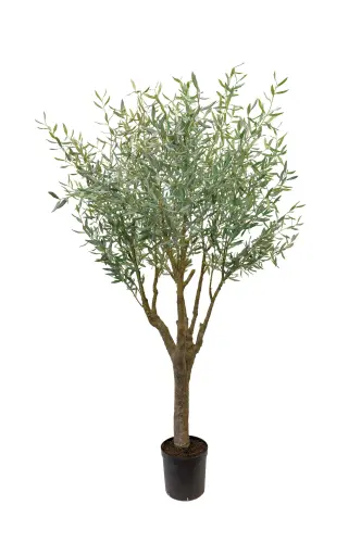 Oliv - Olivträd - Grön - 240 cm - www.frokenfraken.se