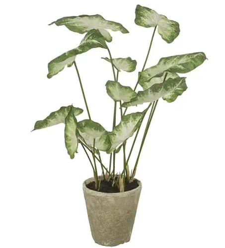 Caladium - Grön - 80 cm - www.frokenfraken.se
