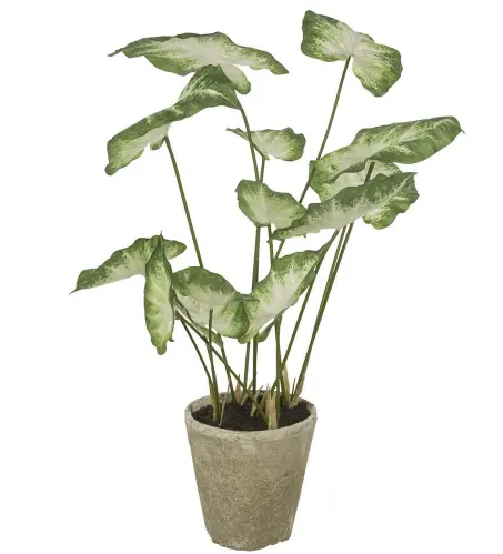 Caladium - Grön - 80 cm - www.frokenfraken.se