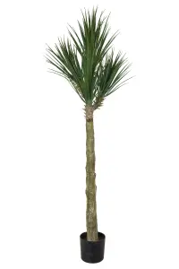 Yucca Rostrata - - 180 cm - www.frokenfraken.se