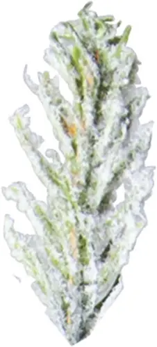 Julgran Uppsala Snow - 210 cm - Utomhus & Inomhusbruk - www.frokenfraken.se