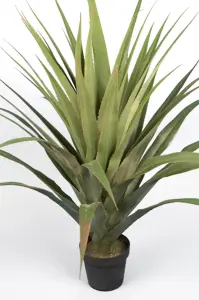 Agave - 110 cm - www.frokenfraken.se