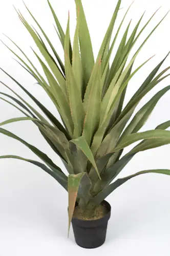 Agave - 110 cm - www.frokenfraken.se