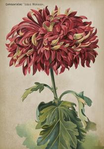 Poster - Krysantemum - 35 x 50 cm - www.frokenfraken.se