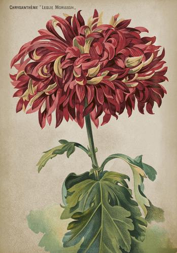 Poster - Krysantemum - 35 x 50 cm - www.frokenfraken.se