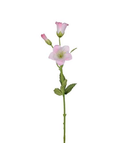 Campanula - Rosa - 50 cm - www.frokenfraken.se