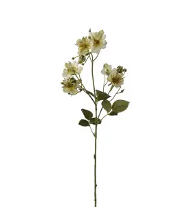 Japansk klätterros - Grön - 65 cm - www.frokenfraken.se