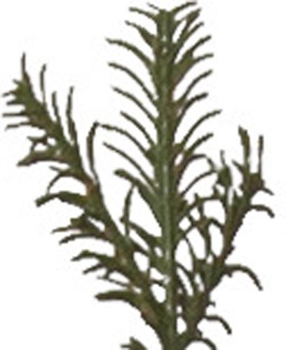 Julgran Enedal - 210 cm - Utomhus & Inomhusbruk - www.frokenfraken.se