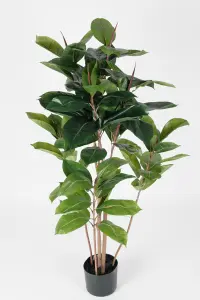 Fikus Robusta - 120 cm - www.frokenfraken.se