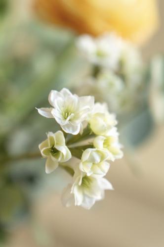 Bukett - Ranuncel/Eucalyptus/Blomkvist - www.frokenfraken.se