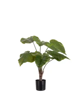 Alocasia i kruka - Grön - 60 cm - www.frokenfraken.se