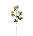 Japansk klätterros - Grön - 65 cm - www.frokenfraken.se