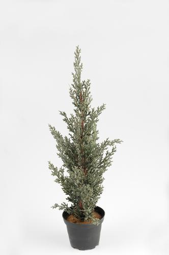 Cypress - Grön - 40 cm - www.frokenfraken.se