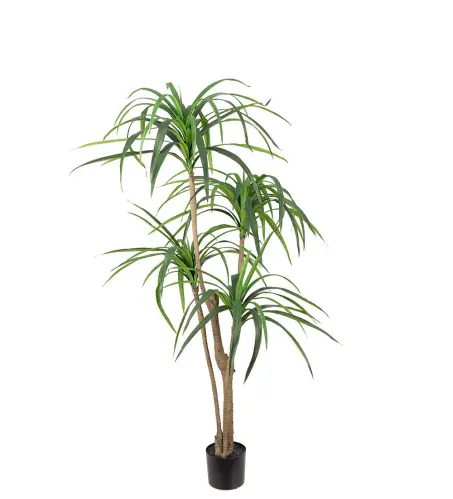 Dracena - Grön - 150 cm - www.frokenfraken.se