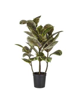 Fikus Elastica - Grön - 85 cm - www.frokenfraken.se