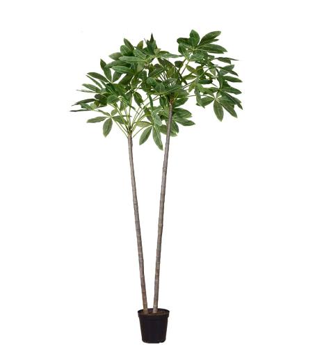Pachiraträd i kruka - Grön - 270 cm - www.frokenfraken.se