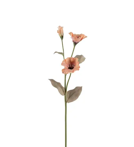Prärieklocka - Persika - 60 cm - www.frokenfraken.se