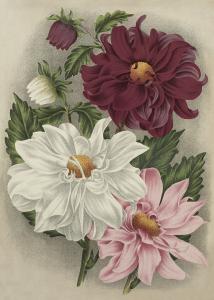 Poster - Dahlia - 50 x 70 cm - www.frokenfraken.se