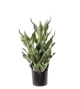 Sansiveria i kruka - Grön - 80 cm - www.frokenfraken.se