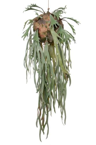 Älghornsbräken - Grön - 140 cm - www.frokenfraken.se