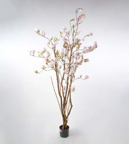 Magnoliaträd - Rosa - 170 cm - www.frokenfraken.se