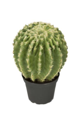 Kaktus - Grön - 23 cm - www.frokenfraken.se