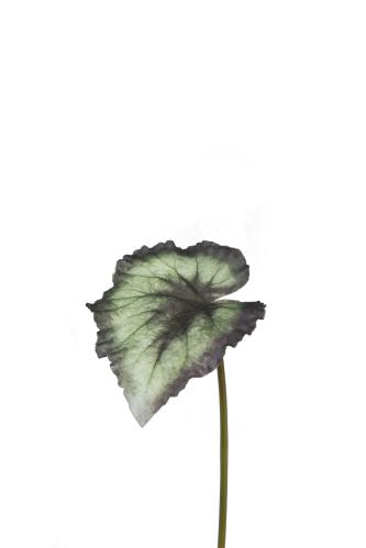 Rexbegonia blad - Grön - 20 cm - www.frokenfraken.se