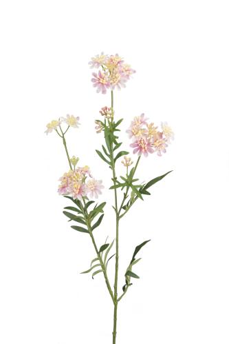Kvist - Rosa - 80 cm - www.frokenfraken.se
