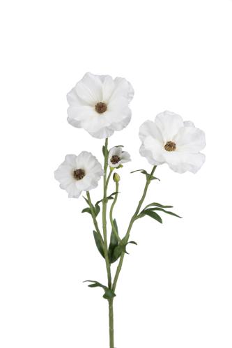 Japansk Ranuncel - Vit - 55 cm - www.frokenfraken.se
