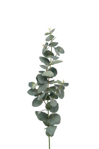 Eucalyptus - Grön - 75 cm - www.frokenfraken.se