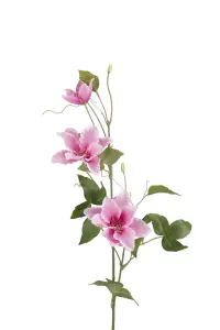 Clematis - Rosa - 85 cm - www.frokenfraken.se
