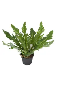 Ormbunke - Grön - 25 cm - www.frokenfraken.se