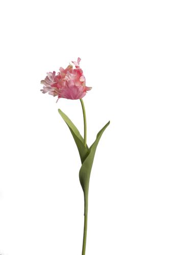 Tulpan - Rosa - 70 cm - www.frokenfraken.se