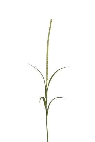 Gräs - Grön - 100 cm - www.frokenfraken.se