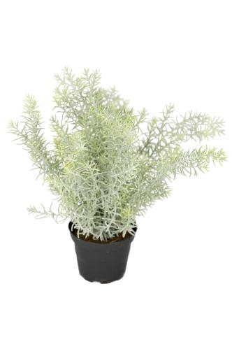Asparagus - Grön - 25 cm - www.frokenfraken.se