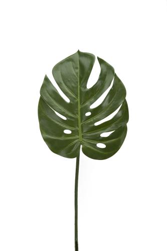 Monstera blad - 60 cm - www.frokenfraken.se