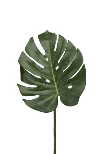 Monstera blad - - 60 cm - www.frokenfraken.se