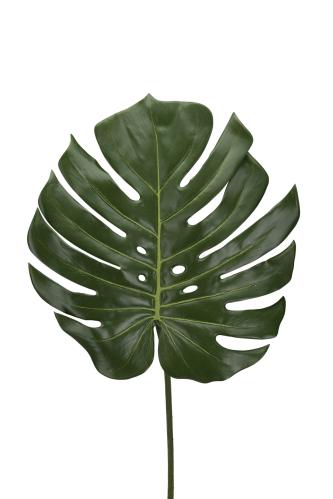 Monstera blad - - 60 cm - www.frokenfraken.se
