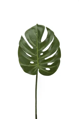 Monstera blad - 60 cm - www.frokenfraken.se