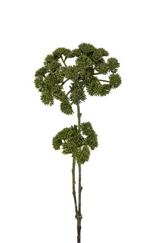 Sedum - Grön - 45 cm - www.frokenfraken.se