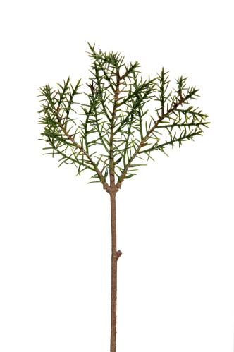 Barrkvist - Grön - 30 cm - www.frokenfraken.se